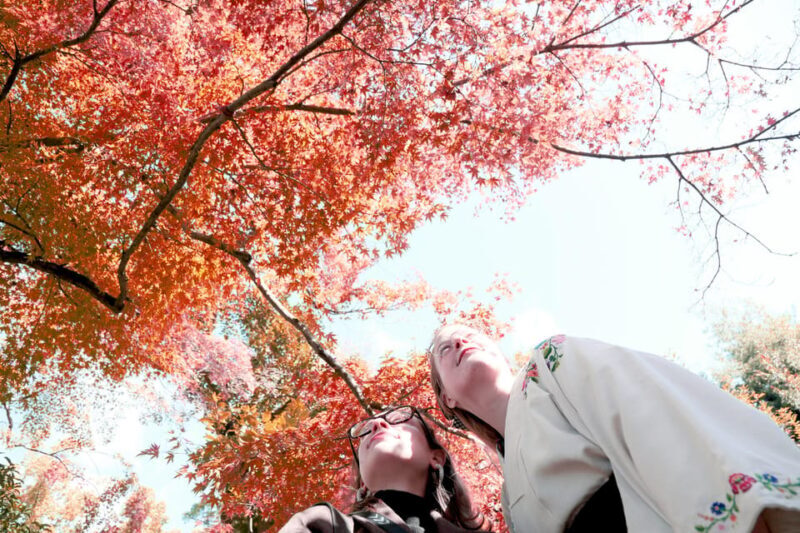 Kyoto: Discover the Oldest Geisha District, Kamishichiken - Practical Tips and Considerations