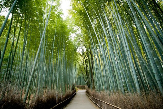 Kyoto Early Bird Feat. Matcha Town Tour - Exploring Matcha Town and Uji