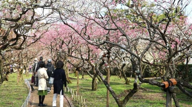 Kyoto: Early Spring Plum Blossom Walk at Kitano Tenmangu - Kyoto: Early Spring Plum Blossom Walk at Kitano Tenmangu — A Charming Blend of Nature and Culture