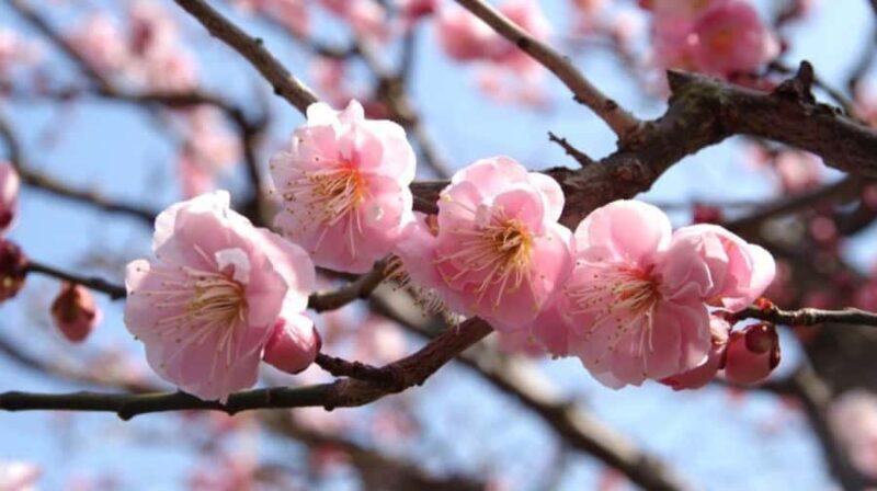 Kyoto: Early Spring Plum Blossom Walk at Kitano Tenmangu - Exploring the Historic District of Kamishichiken