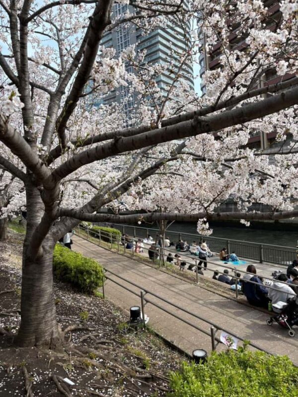 Kyoto: Enjoy "Hanami" Cherry Blossom Experience with Snacks - Discovering Kyoto’s Hanami: A Gentle Approach to Cherry Blossom Viewing  