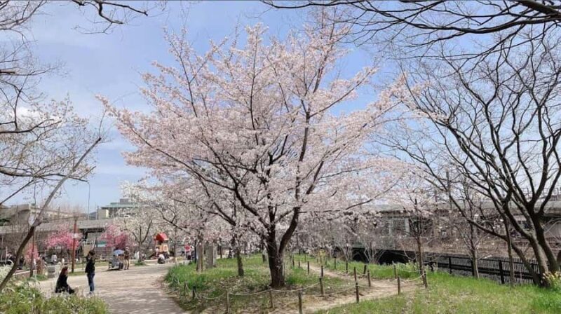 Kyoto: Enjoy "Hanami" Cherry Blossom Experience with Snacks - Food, Drinks, and Sharing  