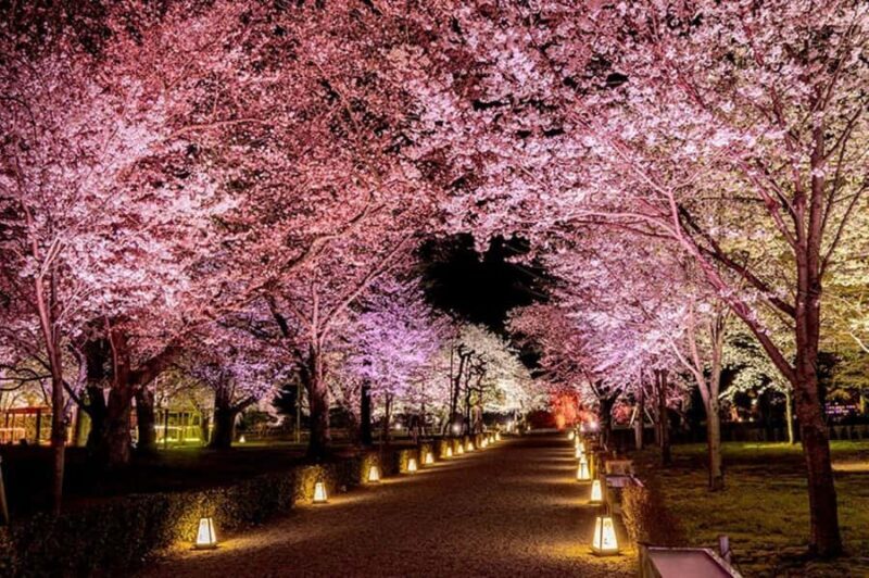 Kyoto: Enjoy "Hanami" Cherry Blossom Experience with Snacks - Pricing and Value  