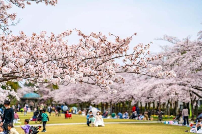 Kyoto: Enjoy "Hanami" Cherry Blossom Experience with Snacks - Who Is This Tour Best For?  