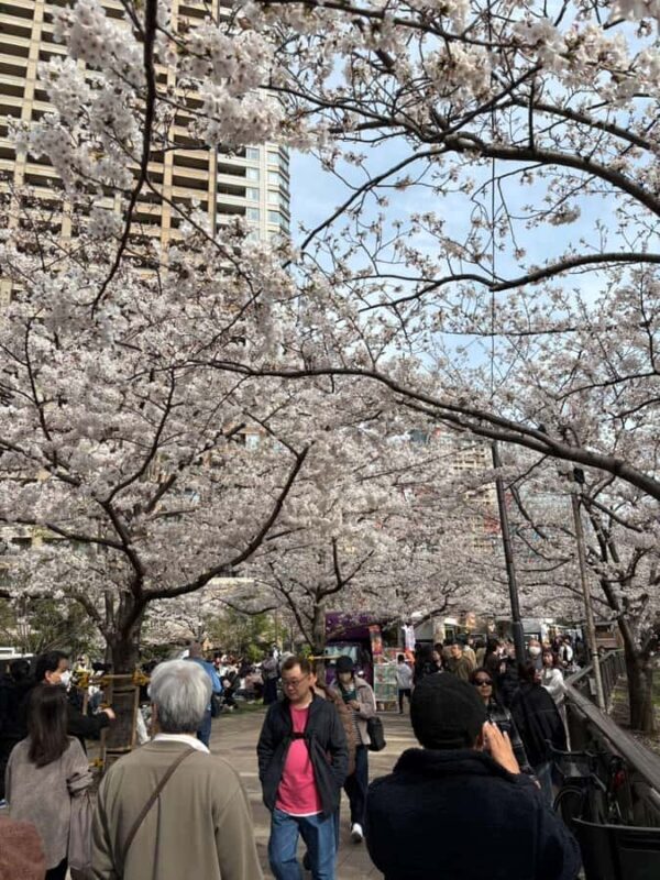 Kyoto: Enjoy "Hanami" Cherry Blossom Experience with Snacks - The Sum Up  