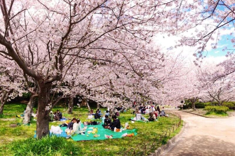 Kyoto: Enjoy "Hanami" Cherry Blossom Experience with Snacks - FAQ  