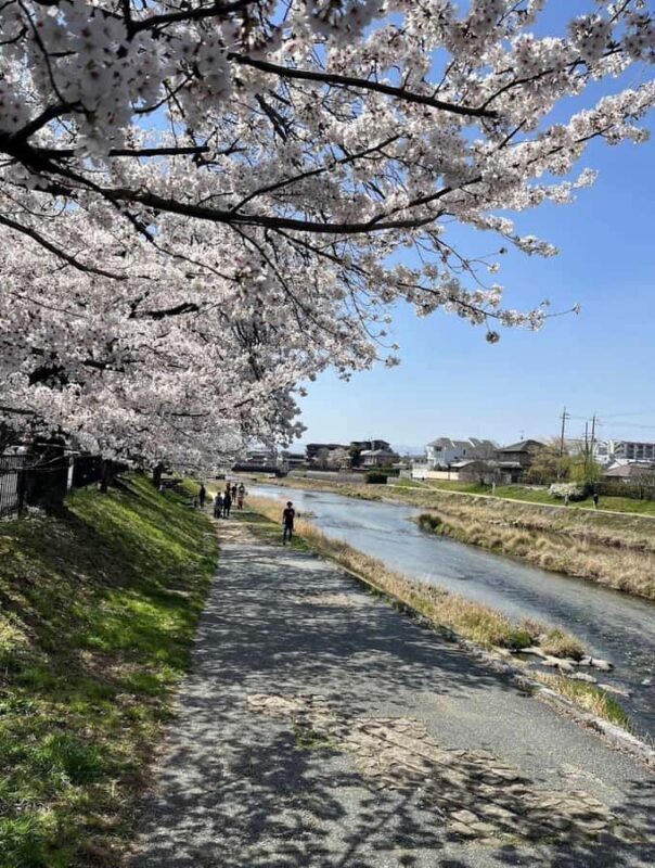 Kyoto: Enjoy "Hanami" Cherry Blossom Experience with Snacks - What Makes This Tour Special