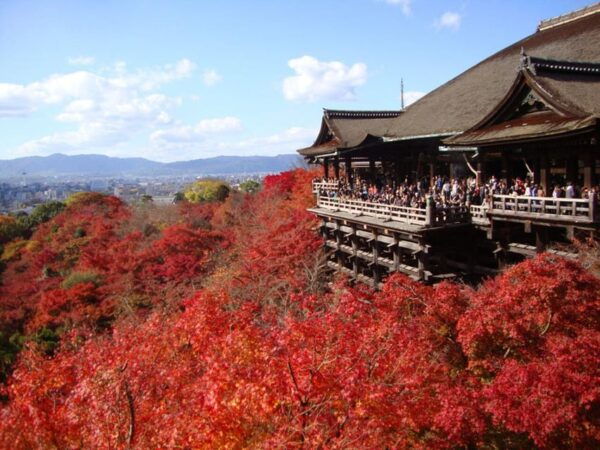 Kyoto Essential Spots Tour(Limited Time Discount!) - Cancellation Policy