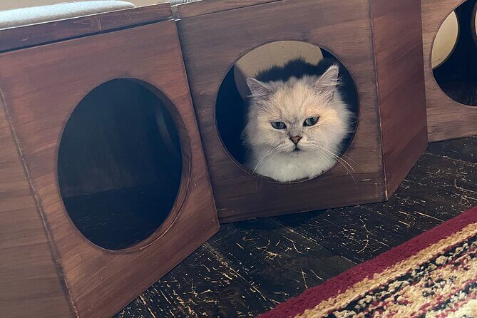 Kyoto: Ethical Cat Sanctuary & Traditional Tea Ceremony - FAQs