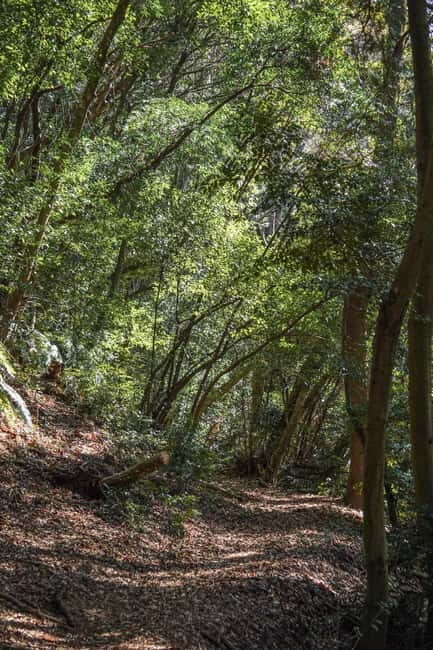 Kyoto from Above: Hike Mt. Amida with Kiyomizu Views - The Return and Practicalities