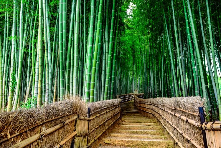 Kyoto Full-Day Private Charter Tour - Private transport versus a day on the trains