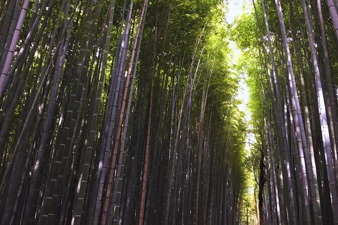 Kyoto Full-Day Tour Golden Pavilion Zen Garden and Bamboo Forest - Good To Know