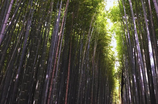 Kyoto Full-Day Tour Golden Pavilion Zen Garden and Bamboo Forest - Who Will Love This Tour?