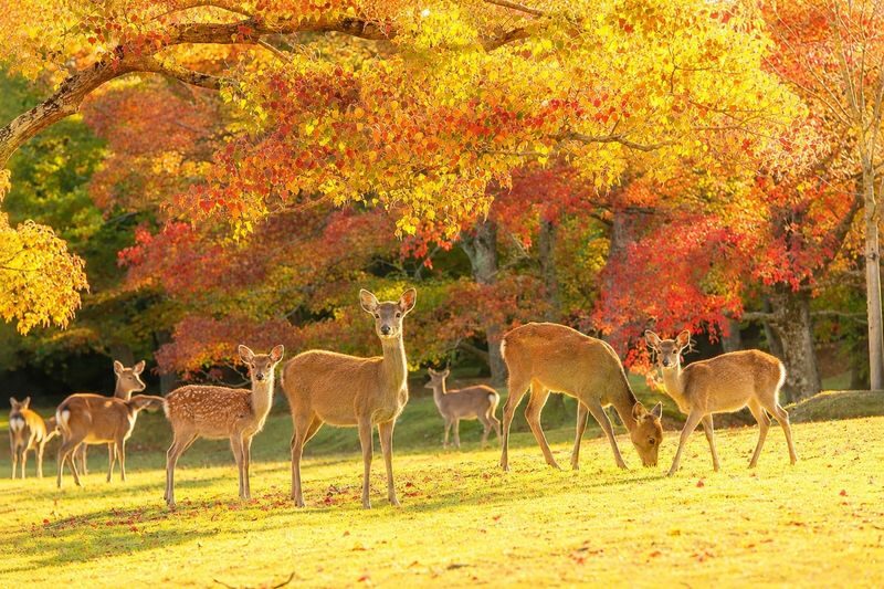 Kyoto Fushimi Inari Shrine Senbon Torii & Arashiyama Bamboo Forest Togetsukyo Bridge & Nara Park Todai-ji Temple One-Day Tour [Can upgrade to A5 Wagyu "Kobe Beef" (Departing from Osaka/Kyoto)] - Lunch choices: from curry to Kobe beef