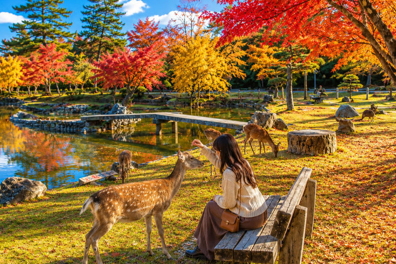 Kyoto Fushimi Inari Shrine Senbon Torii & Arashiyama Bamboo Forest Togetsukyo Bridge & Nara Park Todai-ji Temple One-Day Tour [Can upgrade to A5 Wagyu "Kobe Beef" (Departing from Osaka/Kyoto)] - What the bus and guide add