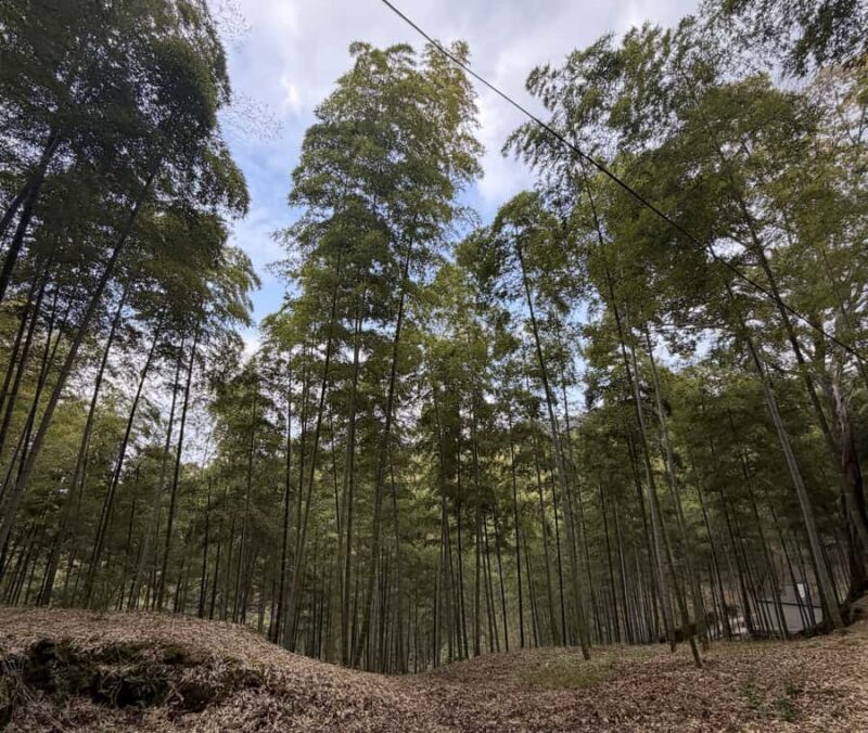 Kyoto: Fushimi Inari Shrine Walking Tour - What’s Included and Not