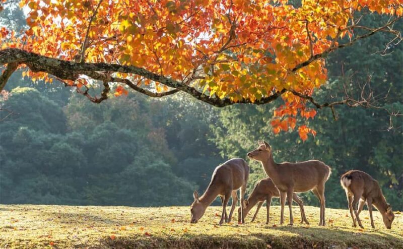 Kyoto, Gion & Nara: Culture & Heritage Full-Day Tour - Exploring Kyoto and Nara in One Day