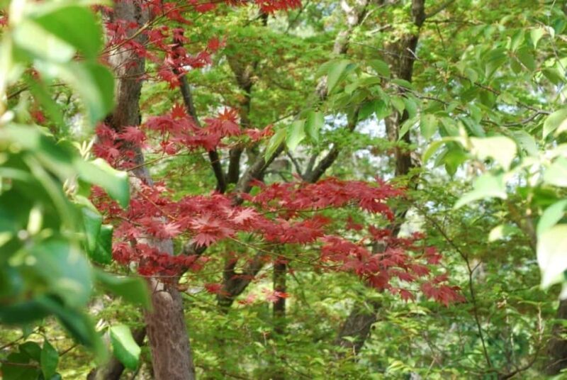Kyoto: Guided Tour of Bamboo Forest, Temple and more - Discovering Kyoto’s Bamboo Forest