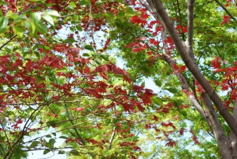 Kyoto: Guided Tour of Bamboo Forest, Temple and more - The Zen Temple: A Quiet Retreat