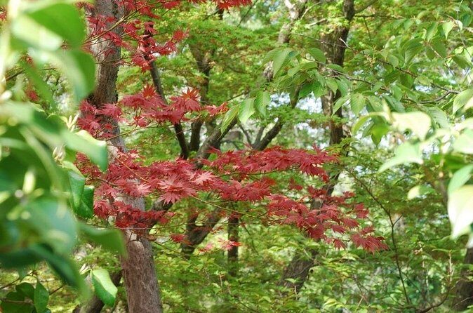 Kyoto Guided Tour of Bamboo Forest, Temple and more - The Sum Up