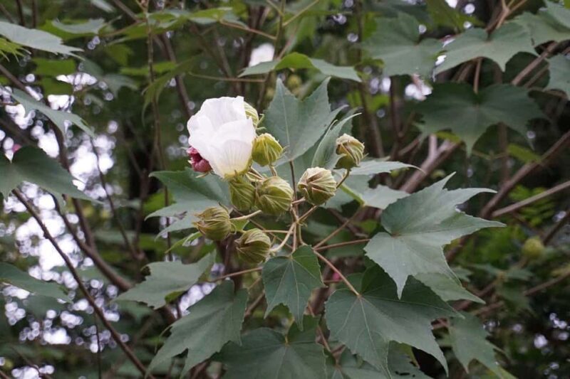 Kyoto: Hidden Temples and Tea Ceremony Tour - Good To Know