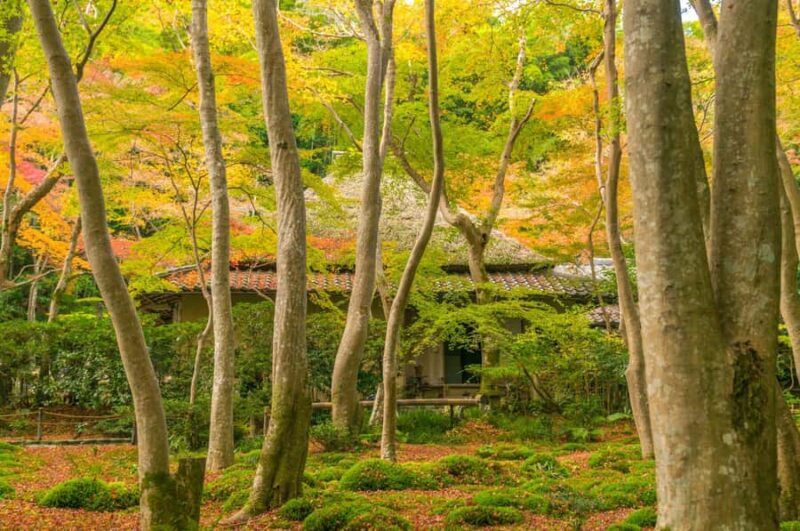 Kyoto: Hidden Temples Guided Tour with Arashiyama Visit - Practical Details and Tips