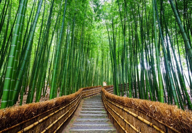 Kyoto Highlights Private Day Trip (Departure from Osaka/Kyoto) - What the driver can, and cannot, do for you