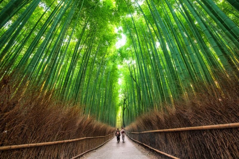 Kyoto Highlights Private Day Trip (Departure from Osaka/Kyoto) - Is $504.49 a fair price?