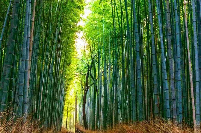 Kyoto Highlights Tour: Arashiyama, Nara Park and Fushimi Inari - A Deep Dive into the Kyoto Highlights Tour