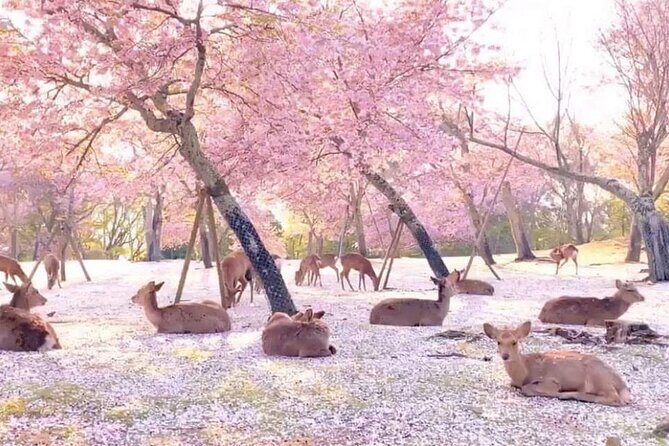 Kyoto Highlights Tour: Arashiyama, Nara Park and Fushimi Inari - FAQ