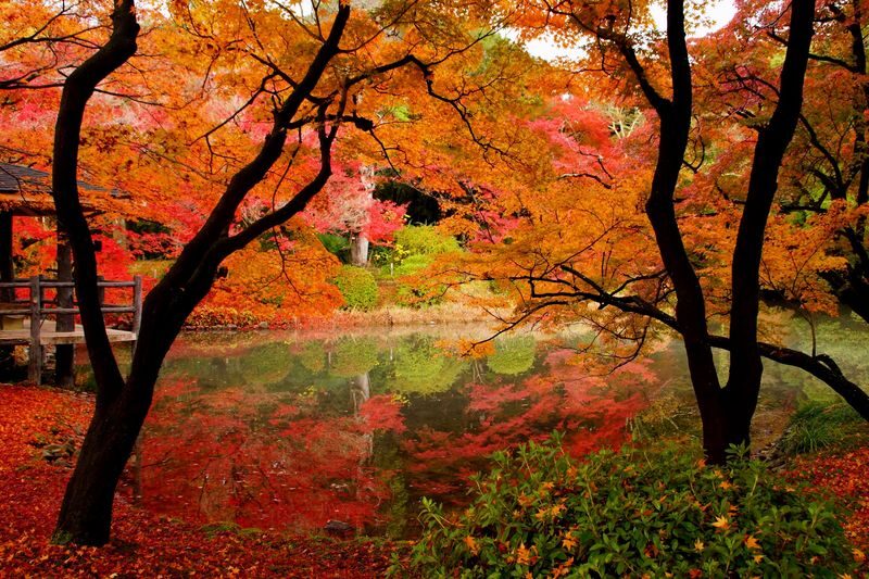 Kyoto Highlights: World Heritage Half Day Tour - Central Kyoto, or a route of your own