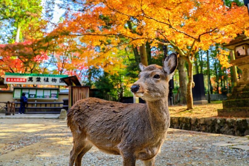 Kyoto: Historical Nara & Kyoto Bus Tour - Good To Know