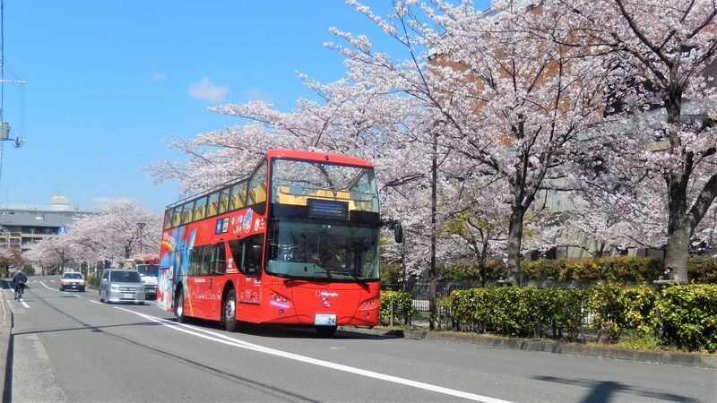 Kyoto Hop-On Hop-off sightseeing bus by Skyhop Bus (1day / 2days ticket) - At a glance