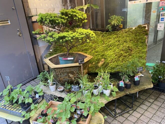 Kyoto: Ikebana Experience Tour - Inclusions and Benefits