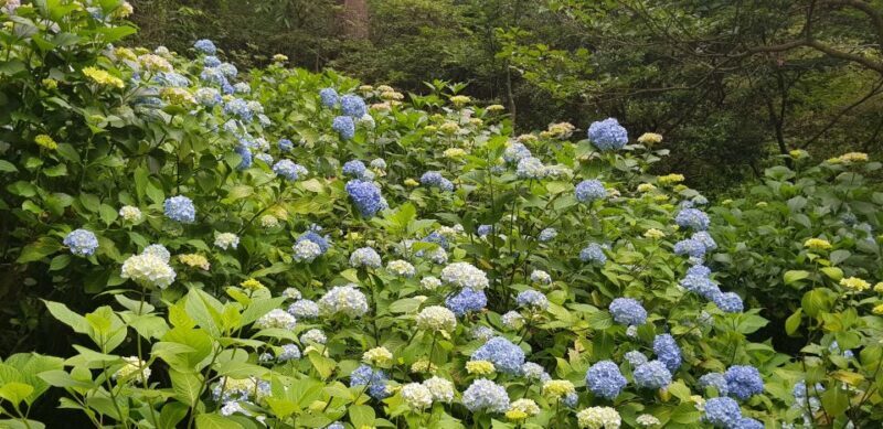 Kyoto: Immersive Arashiyama & Fushimi Inari by Private Car - FAQ