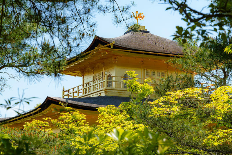 Kyoto In-Depth Tour: Nijo Castle + Kinkaku-ji (Golden Pavilion) + Fushimi Inari-taisha Shrine + Arashiyama Tenryu-ji Temple & Bamboo Grove One Day Tour | Departure from Osaka/Kyoto Available - The driver-guide and the shared ride