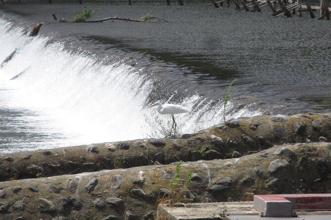 Kyoto ITALIAN GUIDE Golden Pagoda Bamboo Forest Dry Garden - End Point