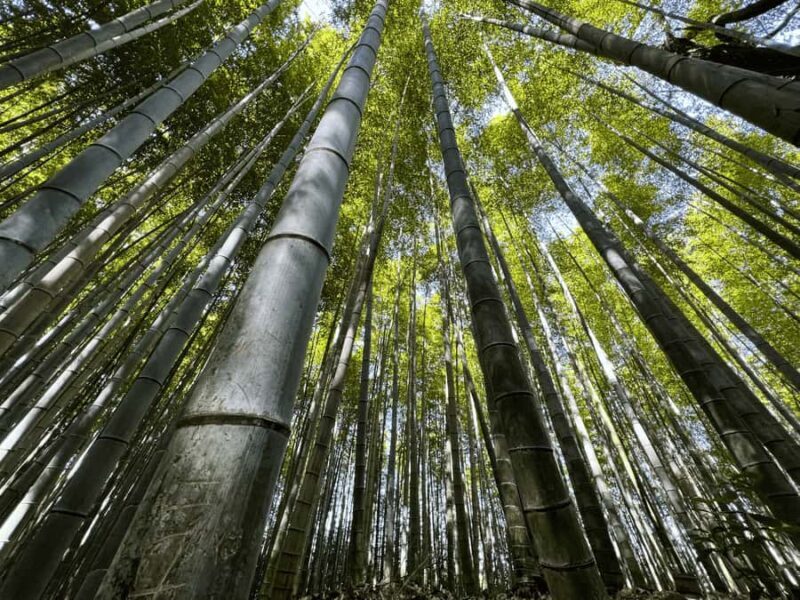 Kyoto: Kinkaku-ji, Zen Garden, and Adashino Day Tour - Good To Know