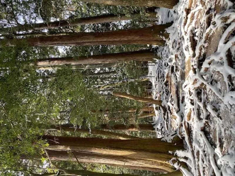 Kyoto: Kurama, Kibune, and Ohara Private Tour for Couples - Step 2: Scenic Walk to Kibune  