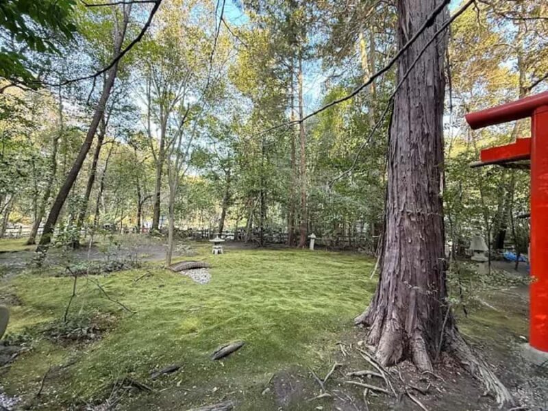 Kyoto Love :Romantic Tour of Arashiyama & Togetsukyo Bridge - Good To Know