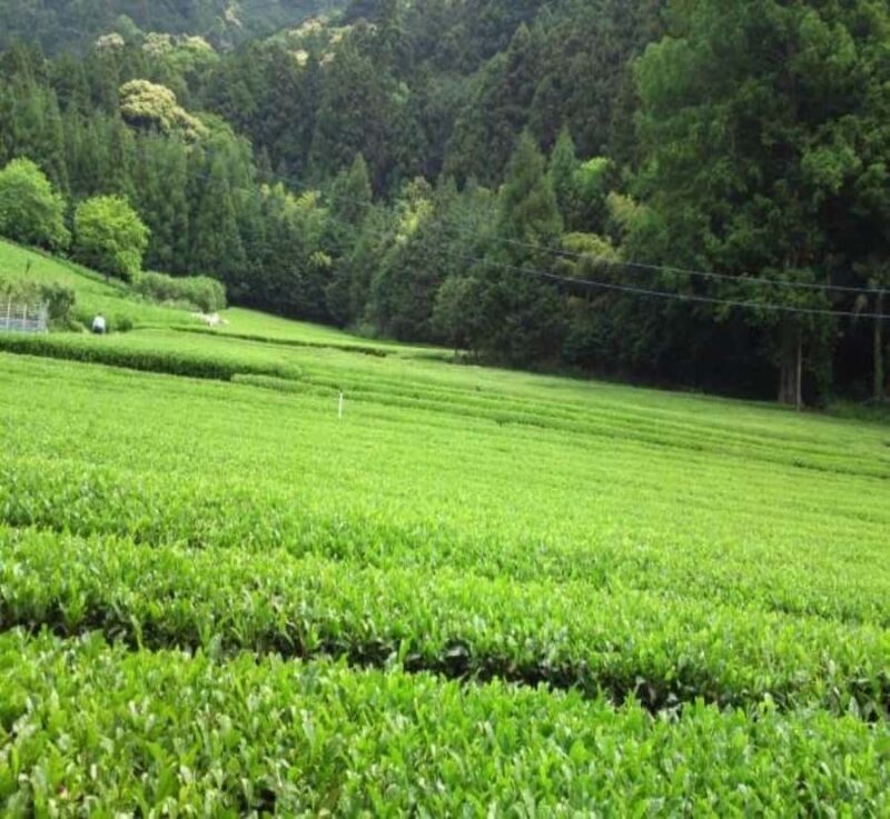 Kyoto: Mount Fuji Private Tour with English Speaking Driver - FAQ