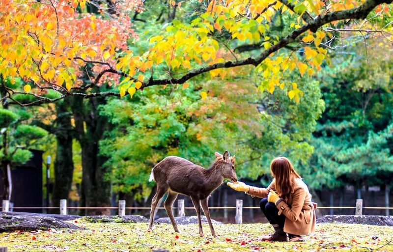 Kyoto & Nara & Amanohashidate 2-Day Tour - Free Shrimp Sticks for Feeding Seagulls (Accommodation Not Included) - What the $92.10 starting price covers