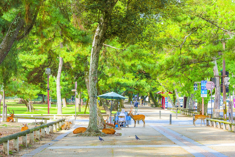 Kyoto & Nara & Amanohashidate 2-Day Tour - Free Shrimp Sticks for Feeding Seagulls (Accommodation Not Included) - Practical details that can shape the day
