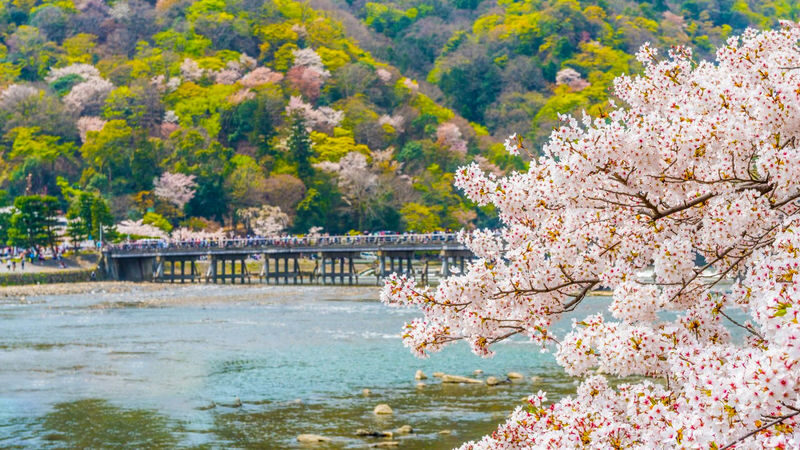 Kyoto, Nara, and Arashiyama Small Group Day Tour (Optional Hotel Pick-up and Private Charter) - What the starting price buys you