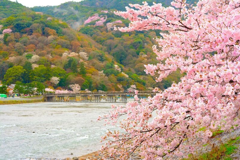 Kyoto Nara Classic Day Trip: Katsuoji Temple Daruma Wall & Arashiyama Bamboo Grove & Nara Park (Departing from Osaka) - What the guide adds, and what the tour does not do