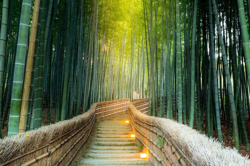 Kyoto Nara Classic Day Trip: Katsuoji Temple Daruma Wall & Arashiyama Bamboo Grove & Nara Park (Departing from Osaka) - The value of a long bus day