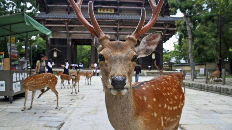 Kyoto & Nara Day Tour From Osaka/Fushimi Inari, Arashiyama - Booking and Tour Details