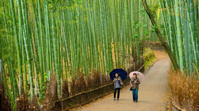 Kyoto & Nara Day Tour From Osaka/Fushimi Inari, Arashiyama - Experience at Fushimi Inari