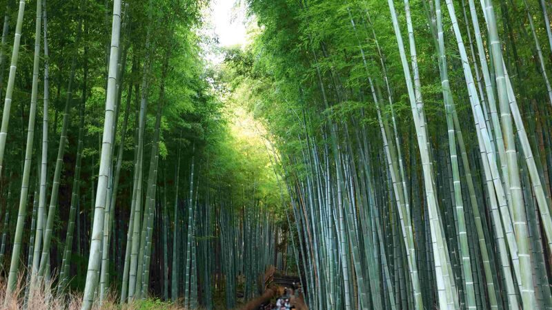 Kyoto & Nara Day Tour: Sagano Scenic Railway & Nara Park & Fushimi Inari Taisha Thousand Torii Gates & Togetsukyo Bridge & Bamboo Grove & Kimono Forest (Departing from Osaka) - Who gets the best value from this tour
