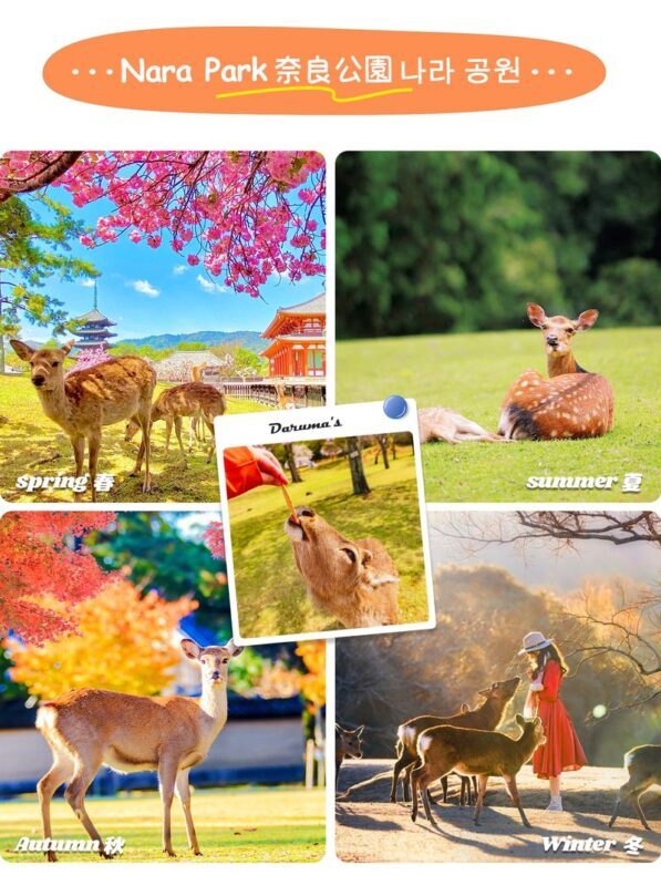 Kyoto Nara Day Trip | Kiyomizu-dera Temple + Fushimi Inari-taisha Shrine + Nara Park (Departing from Osaka/Kyoto) - The Osaka return is the booking detail to check twice